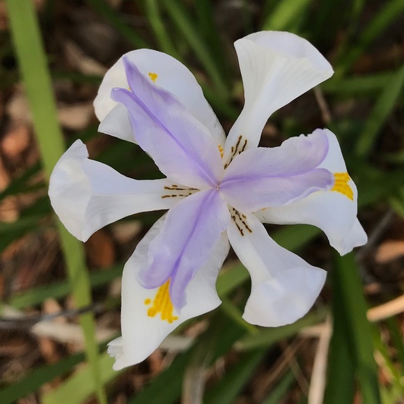 Meet your Posher, M - Picture 1 of 1